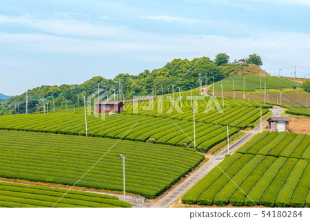 茶園綠地毯 54180284