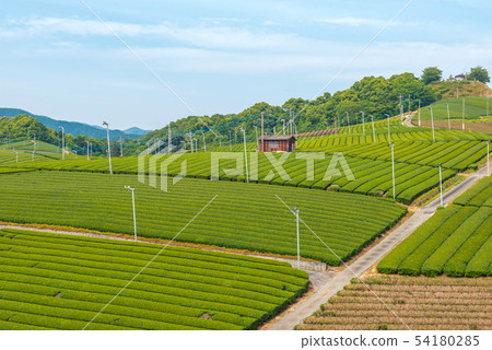 Tea plantation green carpet 54180285