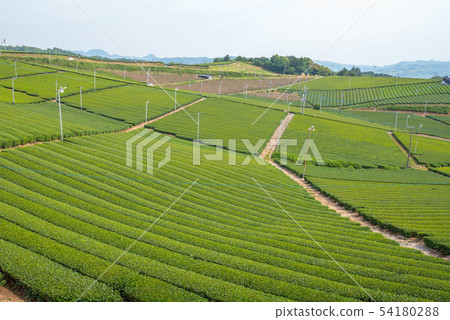 Tea plantation green carpet 54180288
