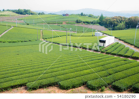 Tea plantation green carpet 54180290