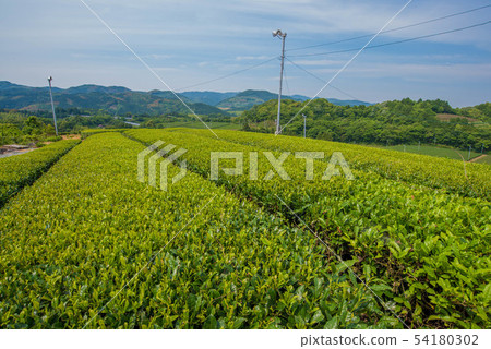 Tea plantation green carpet 54180302