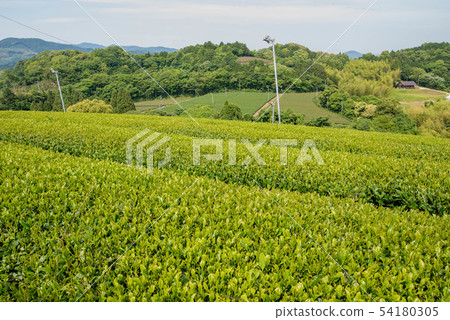Tea plantation green carpet 54180305