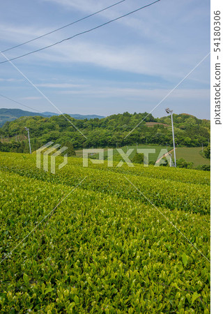 Tea plantation green carpet 54180306