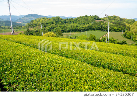 Tea plantation green carpet 54180307