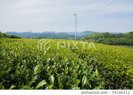 茶園綠地毯 茶園綠地毯 54180312