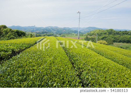 茶園綠地毯 54180313