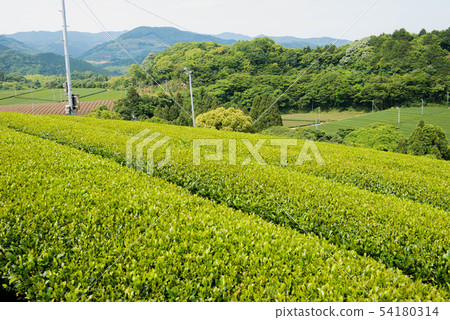 茶園綠地毯 茶園綠地毯 54180314