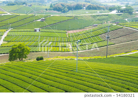 Tea plantation green carpet 54180321