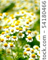 Chamomile 54180466