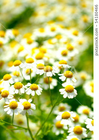 Chamomile 54180466