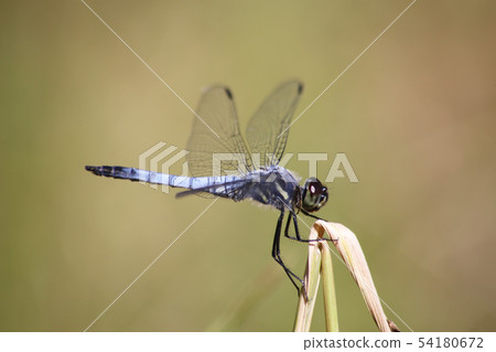 Kofukitombo 54180672