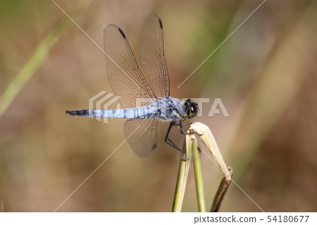 Kofukitombo 54180677