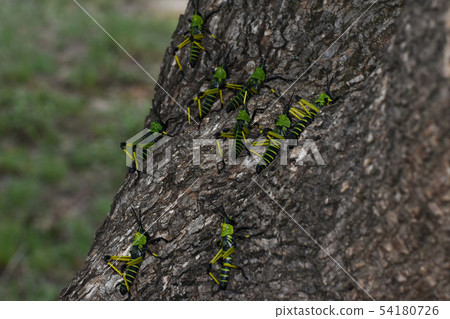 Green Milkweed Locust Swarm Scaling A Tree Green Milkweed Locust Swarm Scaling A Tree 54180726