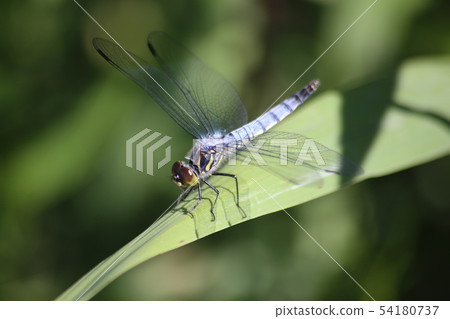 Kofukitombo 54180737