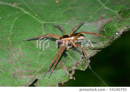 2019 06 19 Sujibuthashirumo Sapporo City 54180795