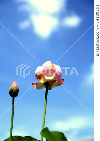 Lotus Lotus 54180851