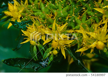 Small yellow-green flowers, macro high quality 54180997