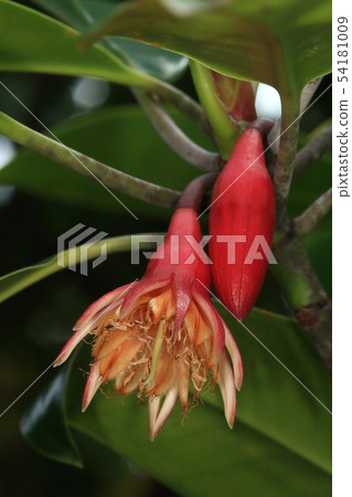 Nature Plants Ohirugi, make a colony on the land side of mangrove. The flower is inconspicuous and the red one is the frame Nature Plants Ohirugi, make a colony on the land side of mangrove. The flower is inconspicuous and the red one is the frame 54181009