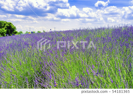 Lavender field 54181365