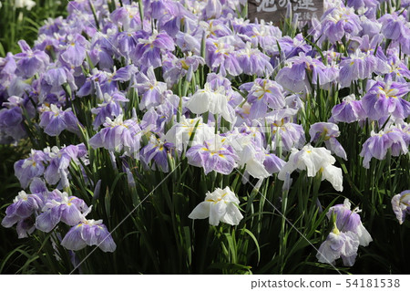 Irish hillside park's iris garden 54181538