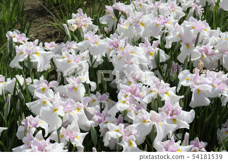 Irish hillside park's iris garden 54181539