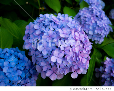 Hydrangea gradation color c 54182557