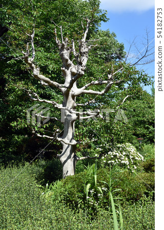 Shifukutsuji white tree Shifukutsuji white tree 54182753