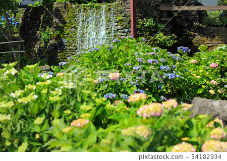 Hydrangea 18 in Kaisei Town Hydrangea 18 in Kaisei Town 54182934
