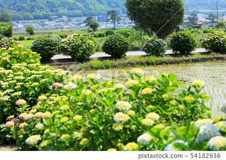 Hydrangea 20 in Kaisei Town Hydrangea 20 in Kaisei Town 54182936
