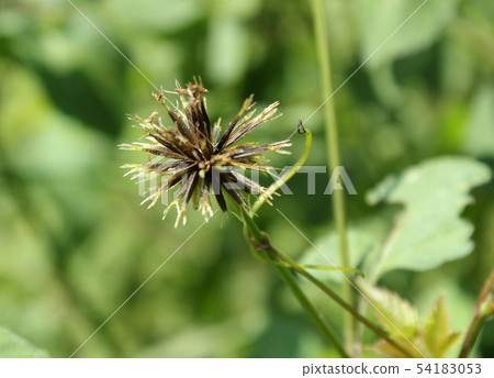  Kosendangusa 54183053