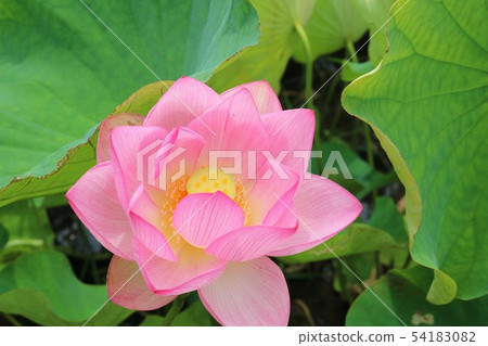 Landscape rainy season flowers oga lotus early flowering park 54183082