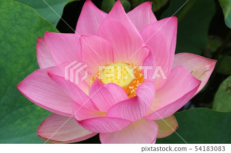 Landscape rainy season flowers oga lotus early flowering park 54183083