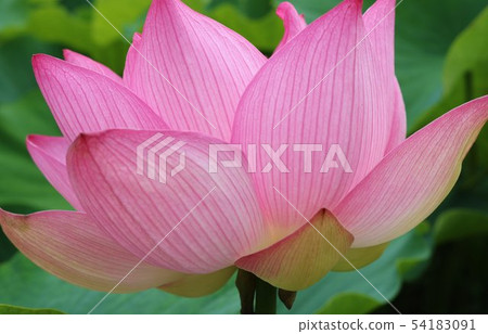 Landscape rainy season flowers oga lotus early flowering park Landscape rainy season flowers oga lotus early flowering park 54183091