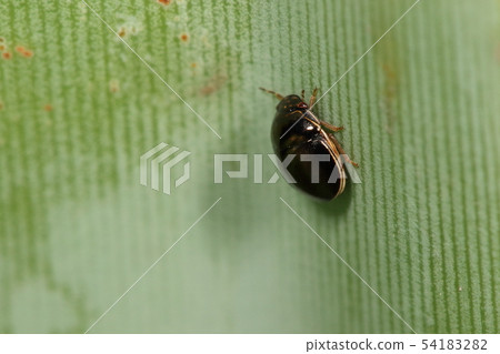 生物昆蟲黑斑病,分佈於日本沖繩。這就像Tsuchika,但它是Marukame的朋友 生物昆蟲黑斑病,分佈於日本沖繩。這就像Tsuchika,但它是Marukame的朋友 54183282