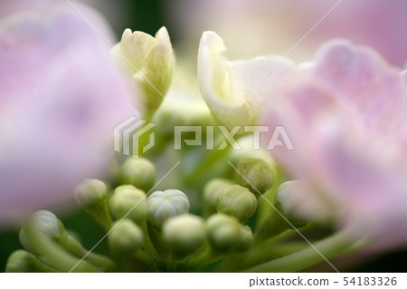 Hydrangea hydrangea flowers and buds 54183326
