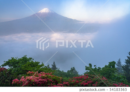 《Yamanashi Prefecture》Mt.Fuji in the early summer 54183363