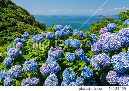 從Shimoide山的繡球花 54183469