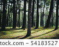 Forest pine trees in autumn. 54183527
