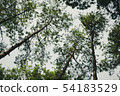 Looking up the trees and leaves from low angle 54183529