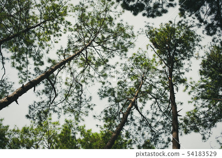 Looking up the trees and leaves from low angle 54183529