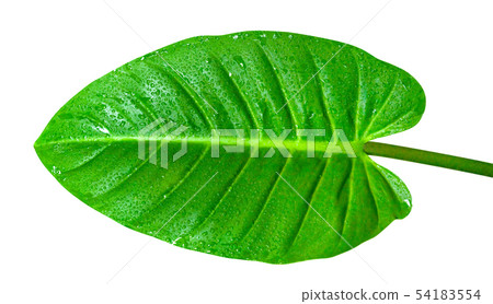 Green leaves pattern with drop of water,leaf 54183554