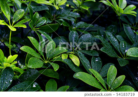 Green leaves pattern,leaf Dwarf Umbrella Tree or Green leaves pattern,leaf Dwarf Umbrella Tree or 54183719