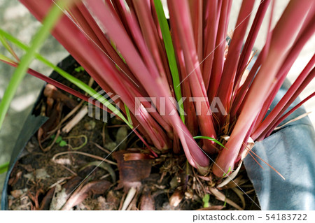 closeup leaves pattern of Cymbopogon nardus In the 54183722