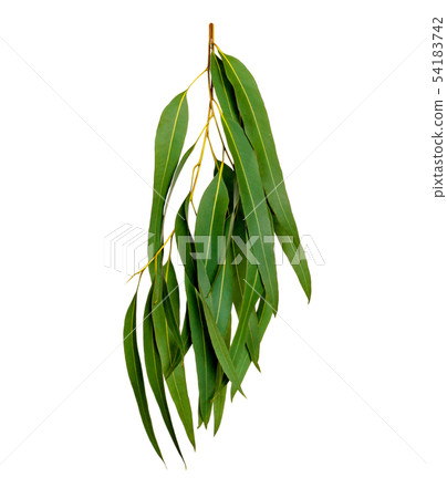Green leaves pattern,leaf Eucalyptus tree isolated Green leaves pattern,leaf Eucalyptus tree isolated 54183742