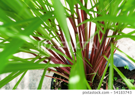 Green leaves pattern of Cymbopogon nardus In the 54183743
