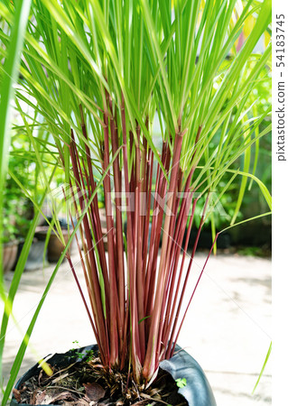 Green leaves pattern of Cymbopogon nardus In the 54183745