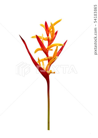 Tropical heliconia psittacorum flowers isolated on Tropical heliconia psittacorum flowers isolated on 54183865