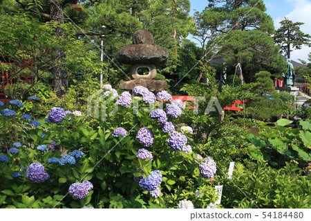 Takahata Fudoson Hydrangea 54184480