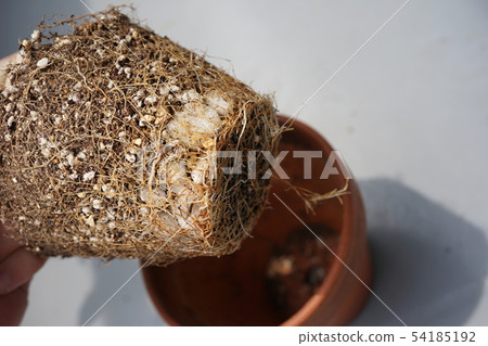 The root pot of banyan The root pot of banyan 54185192