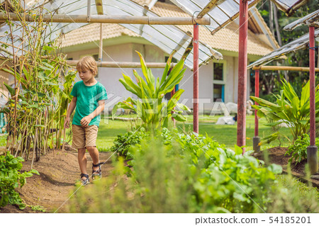 Little cute boy in organic bio vegetable garden Little cute boy in organic bio vegetable garden 54185201